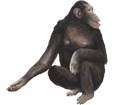 Chimpanzé ##STADE## - robe 69
