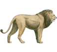 Lion ##STADE## - robe 2